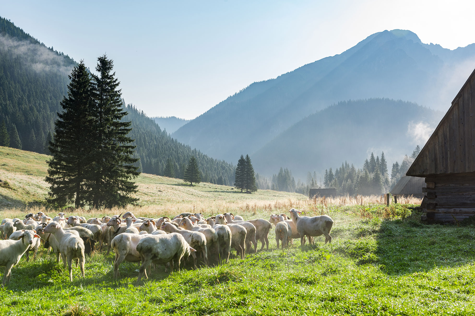 Owce wypasane w Dolinie Chochołowskiej