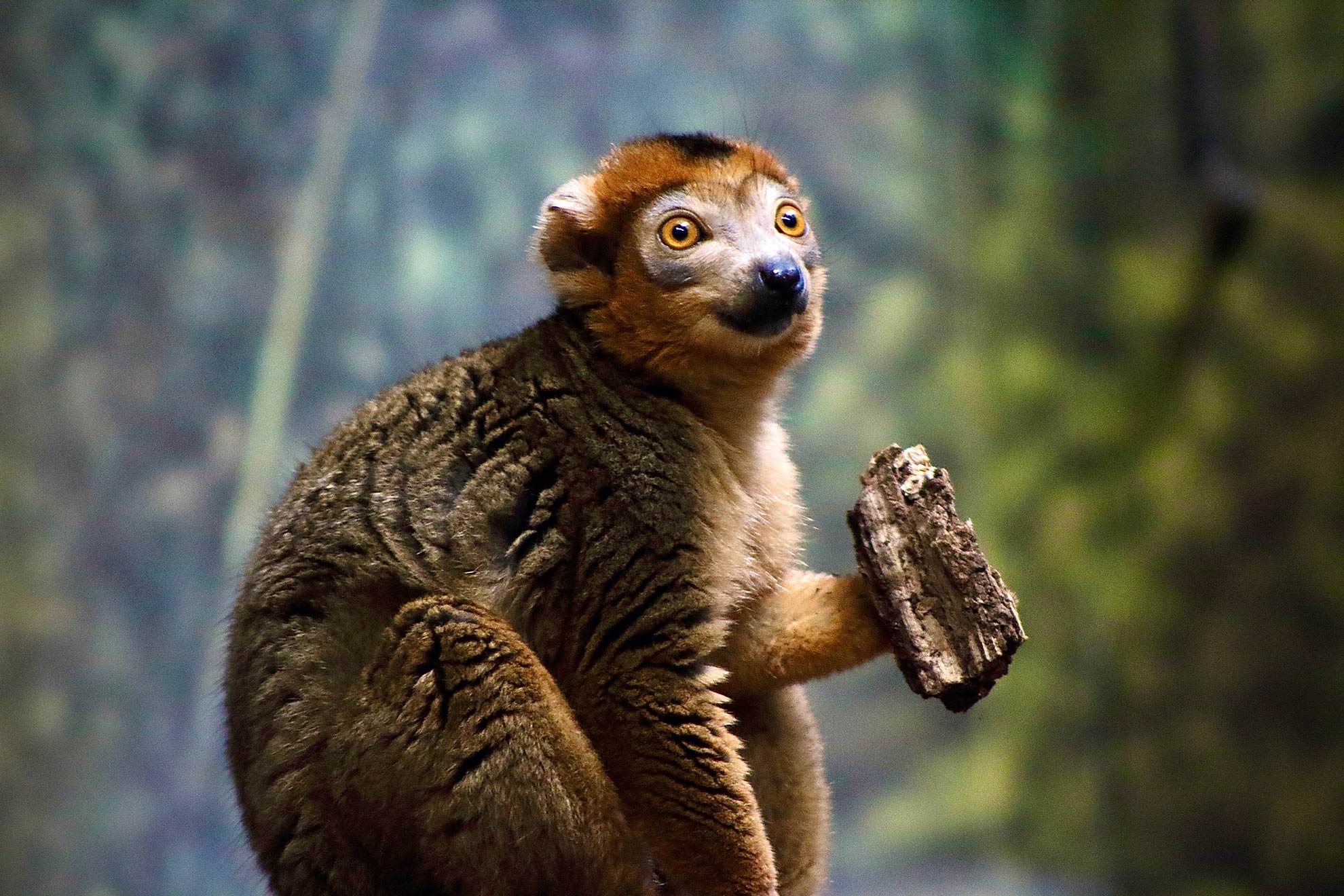 Lemuria koroniasta, ilustracja do artykułu o słodkich zwierzętach