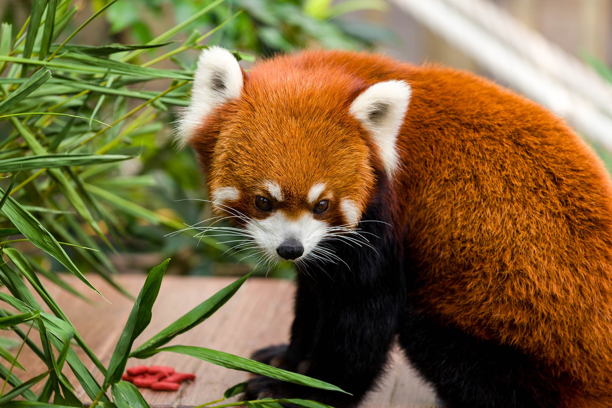 Panda czerwona