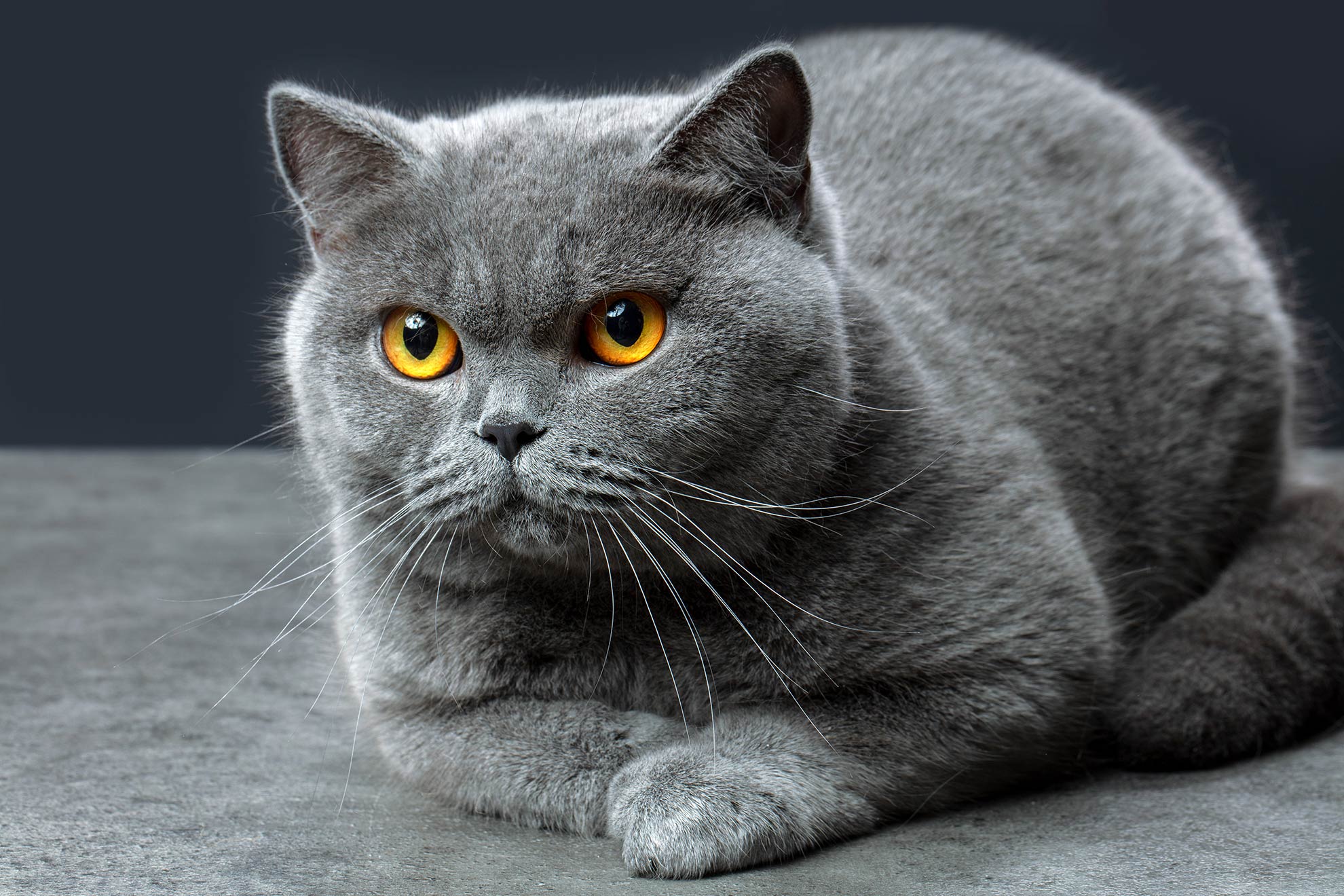 Jak Wygl da Kot Brytyjski S Dwie Rasy Gamecorner pl